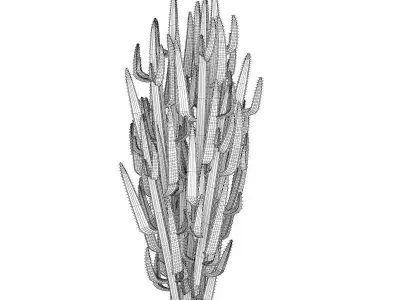 African Milk Tree 3D model