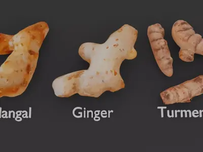 Herbal Root Collection 3D model