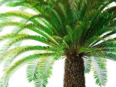 Ornamental Evergreen Palm Tree exotic tropical 3D model