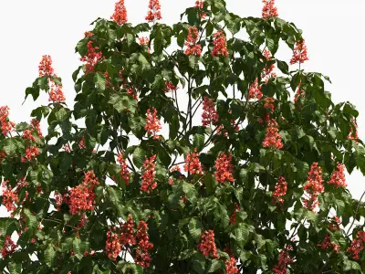 Aesculus x carnea briotii 201SP FL 3D model