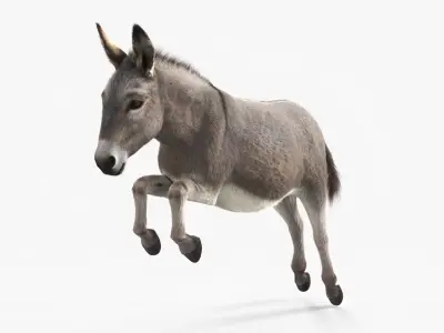  Jumping Farm Donkey Fur 