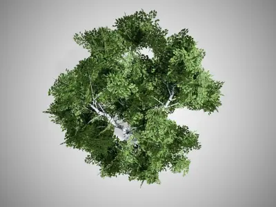 White Birch Tree Low-poly 3D model