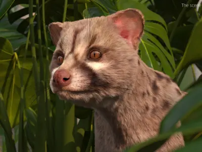  Asian Palm Civet Musang Spotted Coat Brown Fur Rigged 