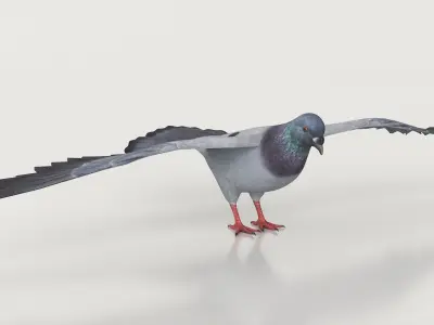  Low Poly Pigeon Flying Animated Rigged For Maya 
