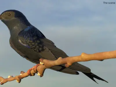  Purple Martin Bird Sitting on Branch 