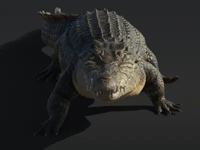  Saltwater Crocodile Animated 