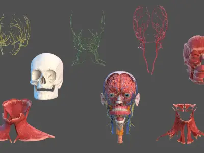  Human Head Full Anatomy 