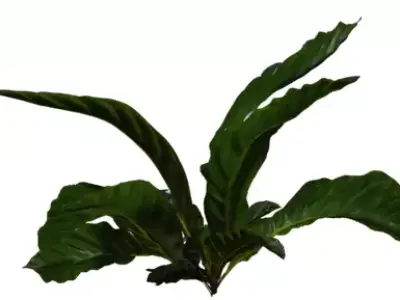 Tropical Broadleaf Ground Plant Pack  Low-poly 3D model