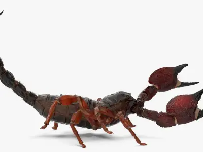  Hunting Scorpion Fur Animated Rigged for Cinema 4D 