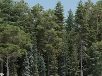  80 Pine Trees with snow 