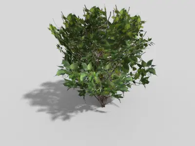 Shrub bush Low-poly 3D model