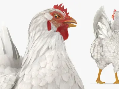  Chickens Rigged for Maya Collection 