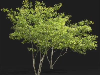 Acer Ginnala 7 3D model
