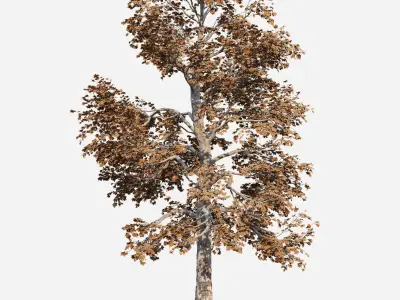 Acer Tree 01 3D model