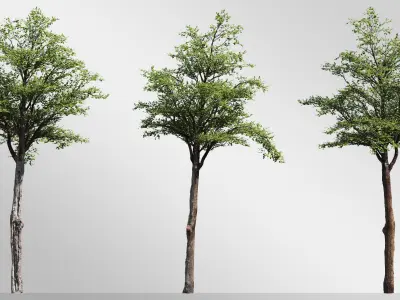 Silver Birch Set-Vol 01 3D model