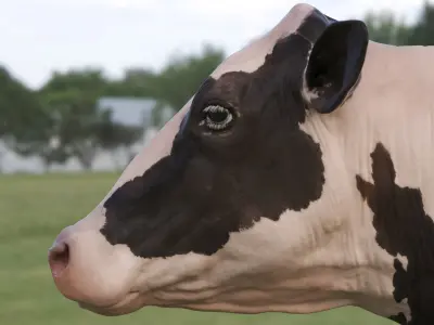  Cow Holstein 