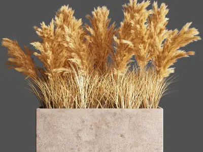 Indoor Plant Set 56  pampas 3D model