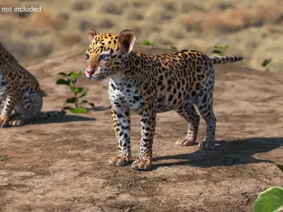  Leopard Cub Playing Animated Rigged 