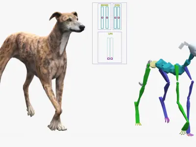  Greyhound Dog Male Brindle Fur Rigged 