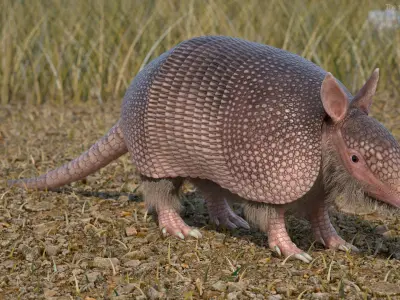  Armadillo Pink Fur for Cinema 4D 