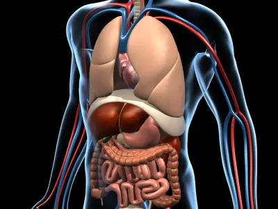  Human Anatomy 