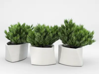 BILBAO Thuja 3D model