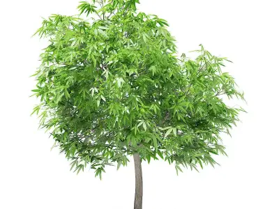 Mango Tree 3D model