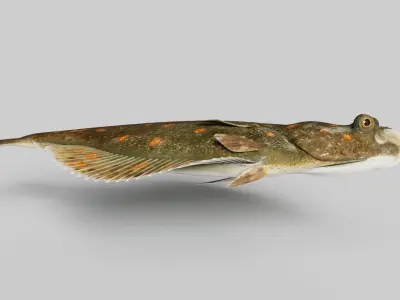  Flatfish Animated 