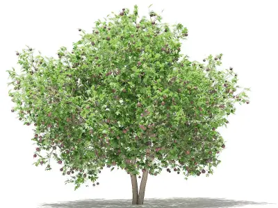 Common Fig Tree with Fruits 3D model