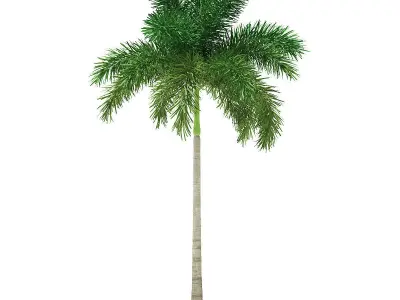 Foxtail Palm Tree 3D Model 8m 3D model