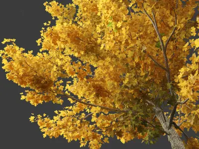 Acer campestre - Hedge maple 01 3D model