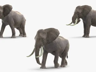  Animated Elephants Collection for Cinema 4D 