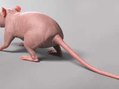  Rat Hairless 