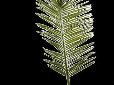  coconut tree Free 3D model