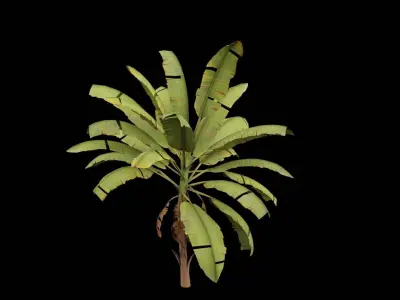 Banana Plant Low-poly 3D model