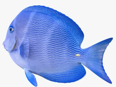  coral fishes collection 