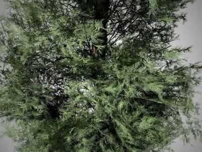 Eastern Red Cedar Tree Low-poly 3D model