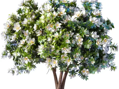 Decorative Outdoor Flowering Garden Tree Plant Shrub Magnolia 3D model