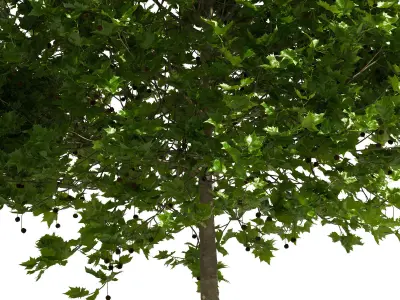 Platanus x hispanica 201SU V2 3D model