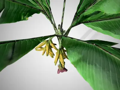 Banana Tree Low-poly 3D model