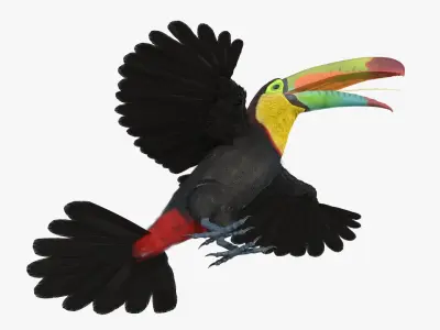  Keel Billed Toucan with Wings Spread Fur for Cinema 4D 