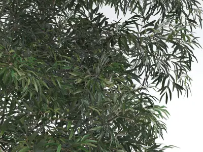 6 Olive Trees 3D model