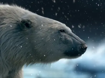  Polar bear RIGGED FUR 