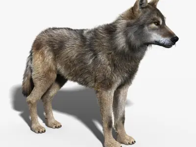  Gray Wolf(FUR)(RIGGED) 