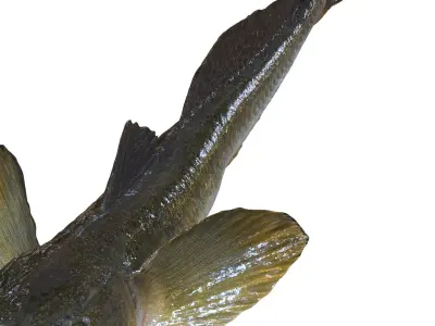  HAZEKUCHI GIANT GOBY ACANTHOGOBIUS 