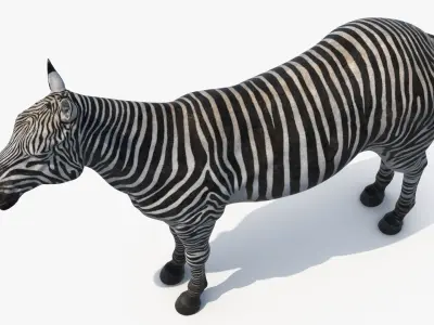  Zebra Adult 