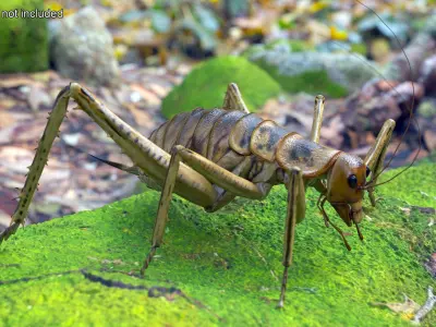  Insects Collection Rigged for Cinema 4D 