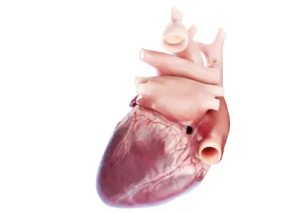  Human Heart Animated 
