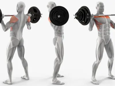  Male Muscular System Shoulder Press Animated Rigged for Cinema 4D 