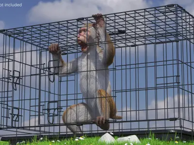  Aggression Brown Macaque Isolated in Cage Fur for Cinema 4D 